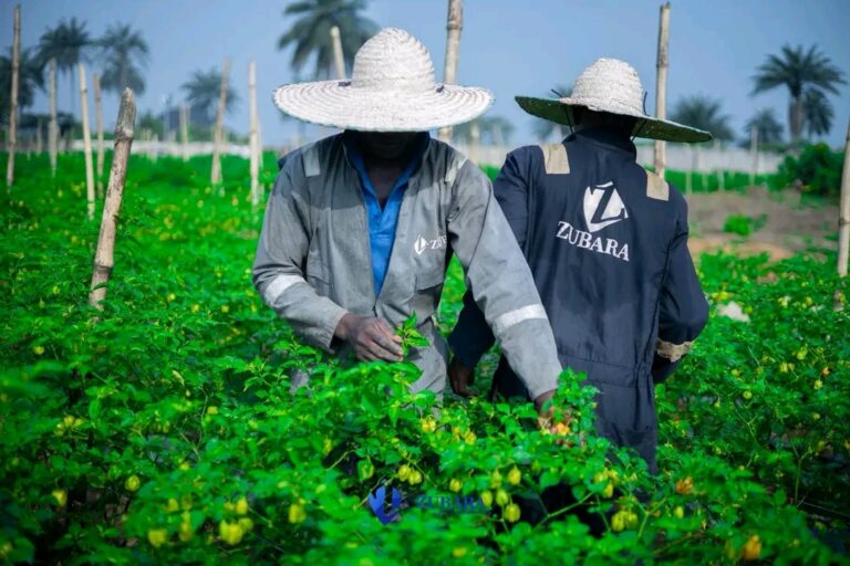 Zubara Global Unveils Agribusiness Institute